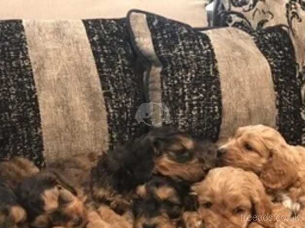 Cockapoo puppies for sale in Scunthorpe, Lincolnshire – 10 months old - Image 4 of 5