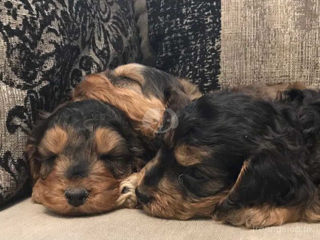 Cockapoo puppies for sale in Scunthorpe, Lincolnshire – 10 months old - Image 5 of 5