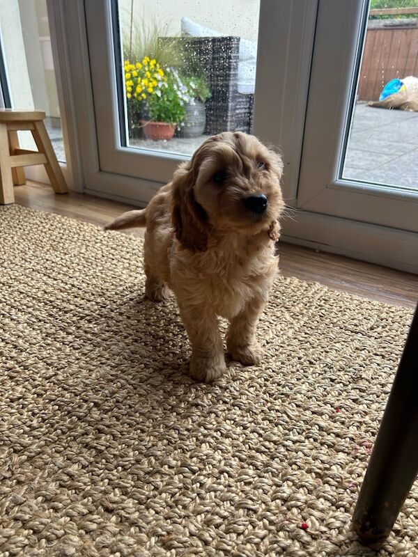 Cockapoo puppies for sale in Llandeilo, Dyfed – 9 weeks old