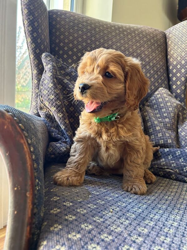 Cockapoo puppies for sale in Llandeilo, Dyfed – 9 weeks old - Image 2 of 3
