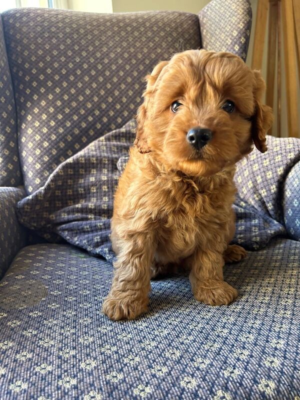 Cockapoo puppies for sale in Llandeilo, Dyfed – 9 weeks old - Image 3 of 3