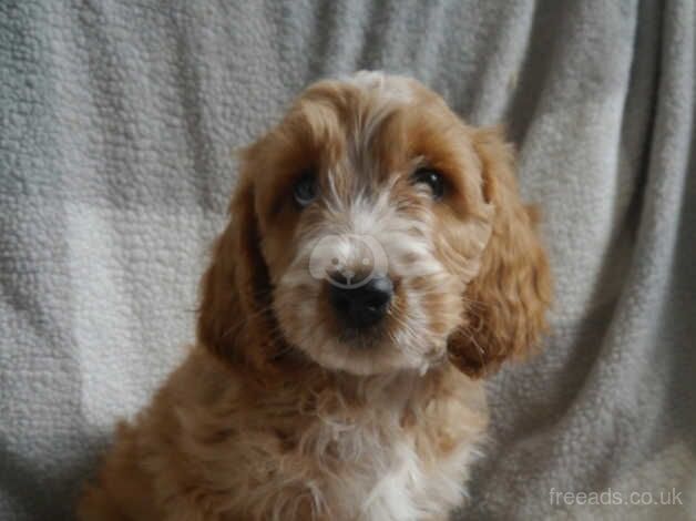 Cockapoo puppies for sale in Saltburn By The Sea, North Yorkshire – 1 year old - Image 3 of 5