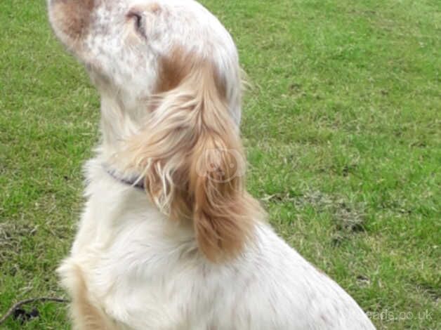Cockapoo puppies for sale in Saltburn By The Sea, North Yorkshire – 1 year old - Image 4 of 5
