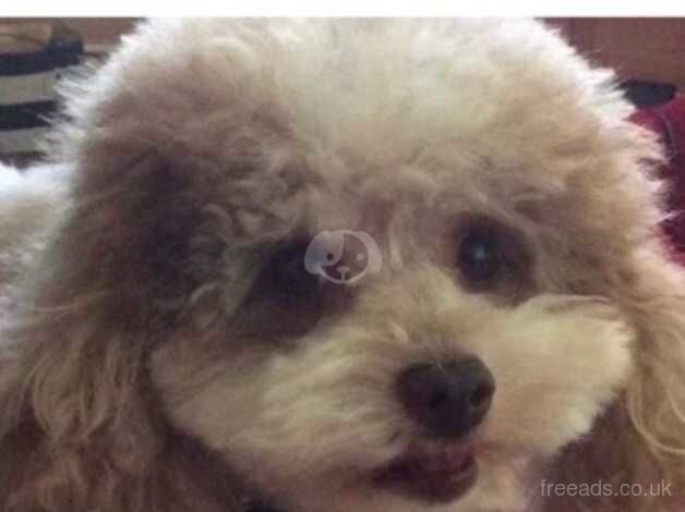 Cockapoo puppies for sale in Par, Cornwall – 1 year old - Image 3 of 3