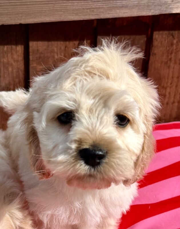 Miniature Cockapoo Puppies For Sale