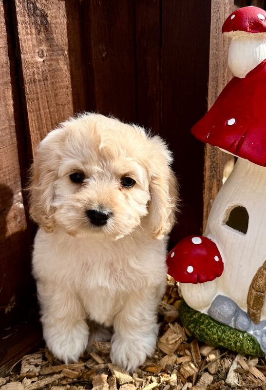 F1 cockapoo puppies READY NOW - Image 2 of 11