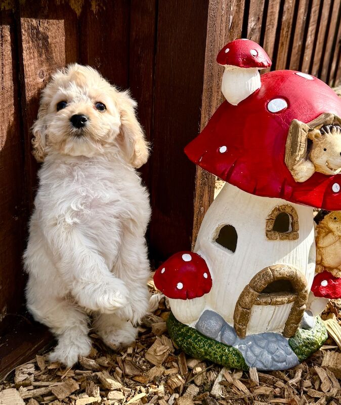 F1 cockapoo puppies READY NOW - Image 3 of 11