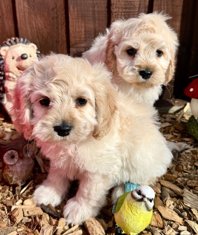 F1 cockapoo puppies READY NOW - Image 4 of 11