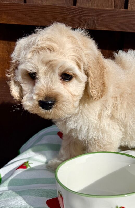 F1 cockapoo puppies READY NOW - Image 5 of 11