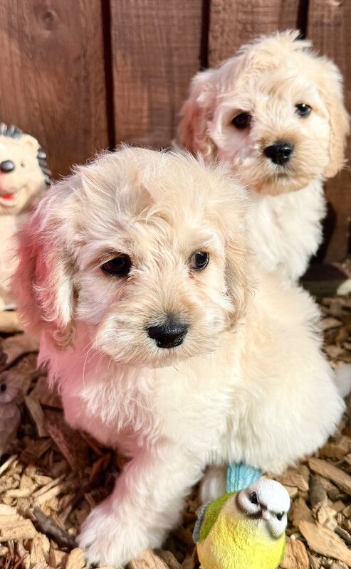 F1 cockapoo puppies READY NOW - Image 6 of 11
