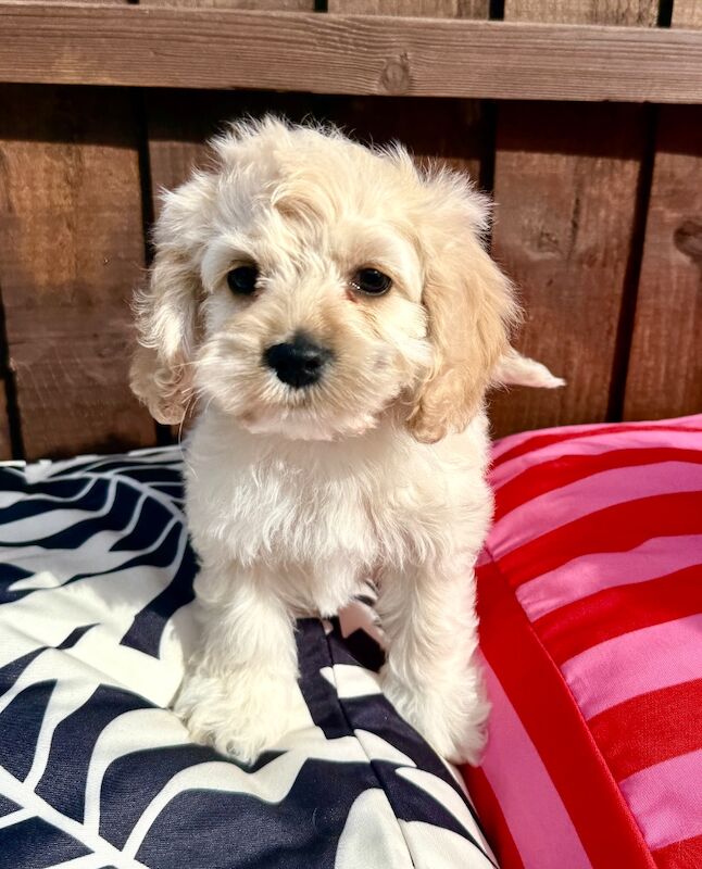 F1 cockapoo puppies READY NOW - Image 7 of 11
