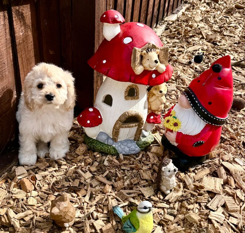 F1 cockapoo puppies READY NOW - Image 8 of 11