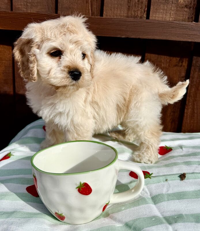 F1 cockapoo puppies READY NOW - Image 9 of 11