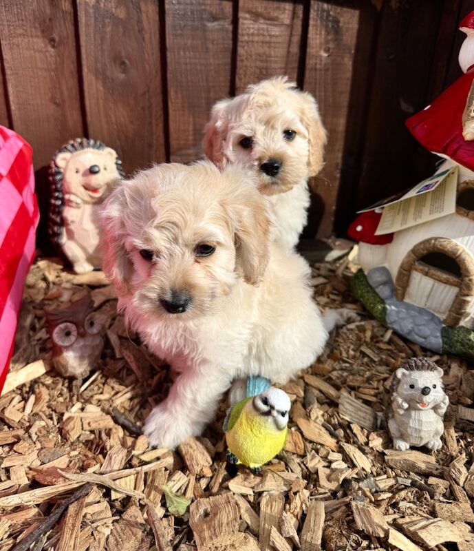 F1 cockapoo puppies READY NOW - Image 10 of 11
