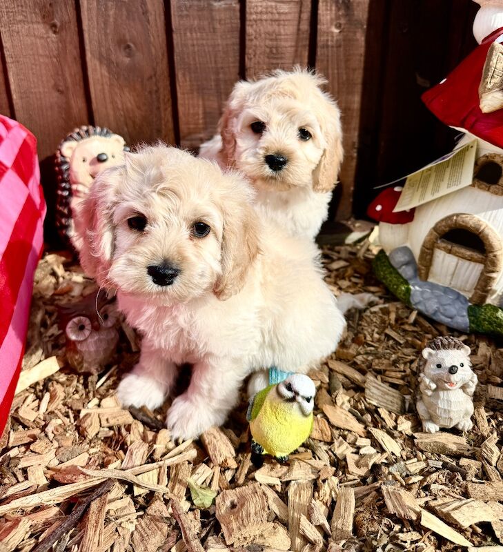 F1 cockapoo puppies READY NOW - Image 11 of 11