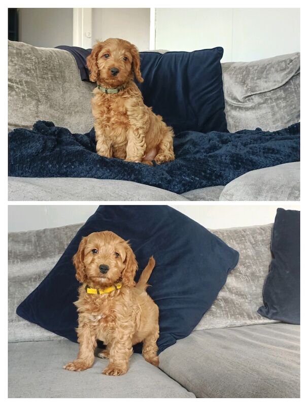 Cockapoo puppies for sale in Retford, Nottinghamshire – 1 year old - Image 3 of 3