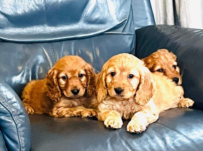 Cockapoo puppies for sale in Leyland, Lancashire – 3 months old - Image 2 of 3