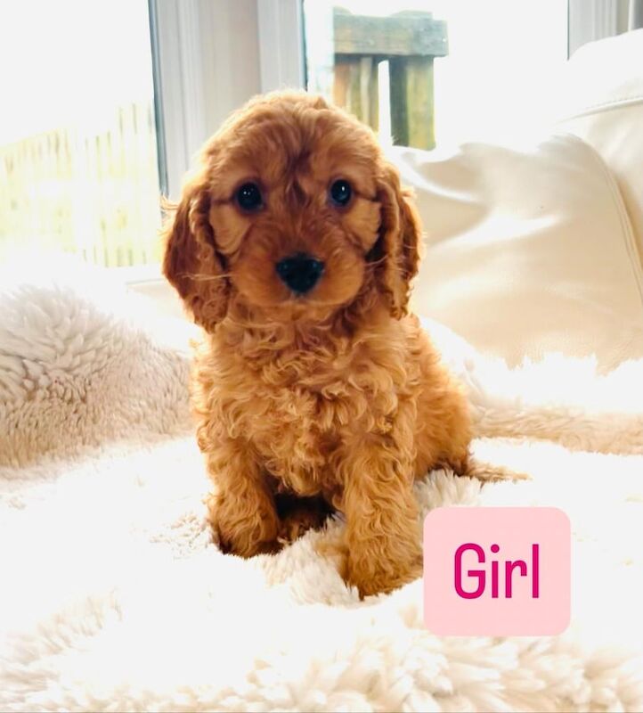 Cockapoo puppies for sale in Leyland, Lancashire – 3 months old - Image 3 of 3