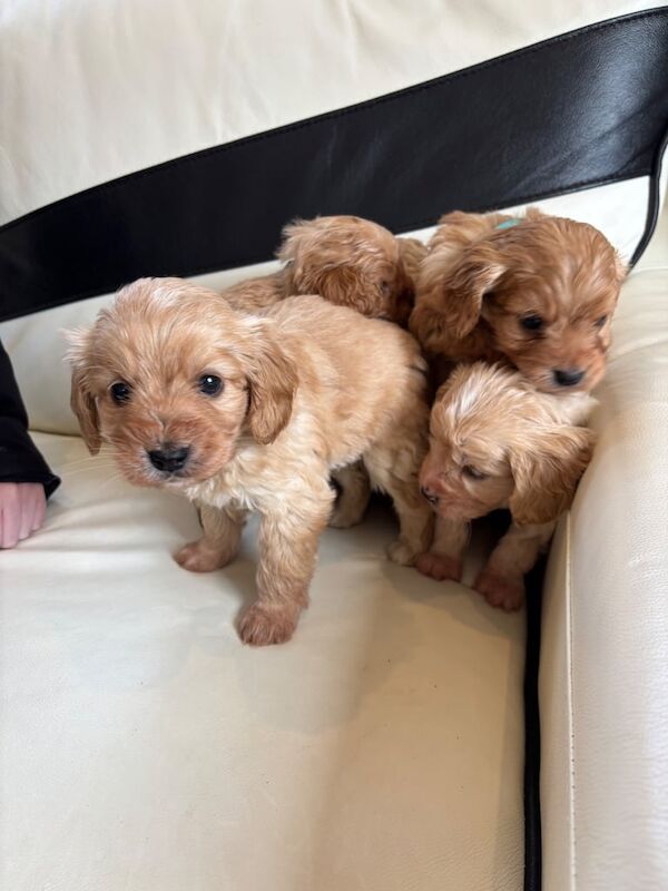 Cockapoo puppies for sale in Kirkcaldy, Fife – KC registered, 1 year old - Image 2 of 3