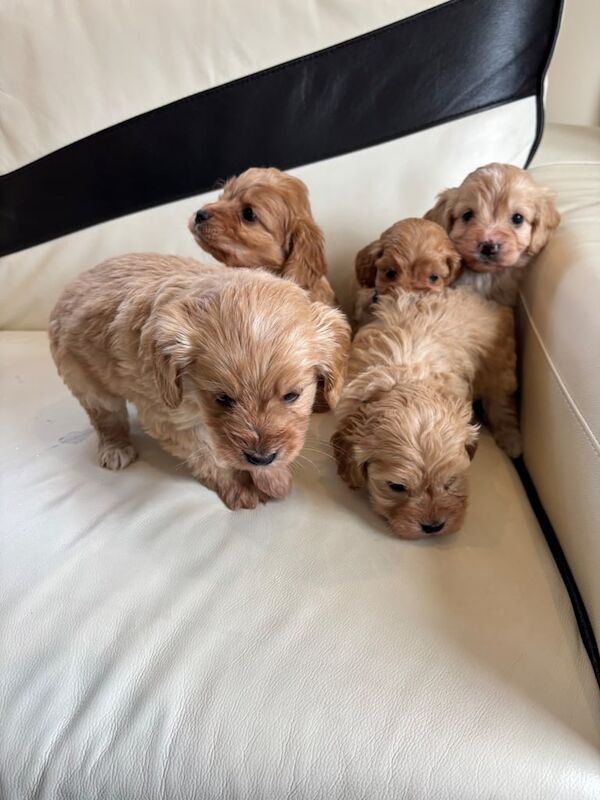 Cockapoo puppies for sale in Kirkcaldy, Fife – KC registered, 1 year old - Image 3 of 3