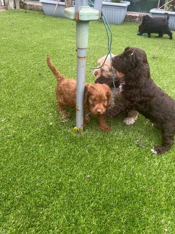 Cockapoo puppies for sale in Rochdale, Greater Manchester – KC registered, 8 weeks old