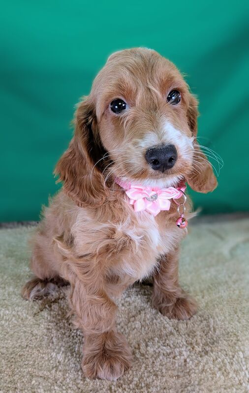F1 Cockapoo puppies with DNA certs. - Image 5 of 7