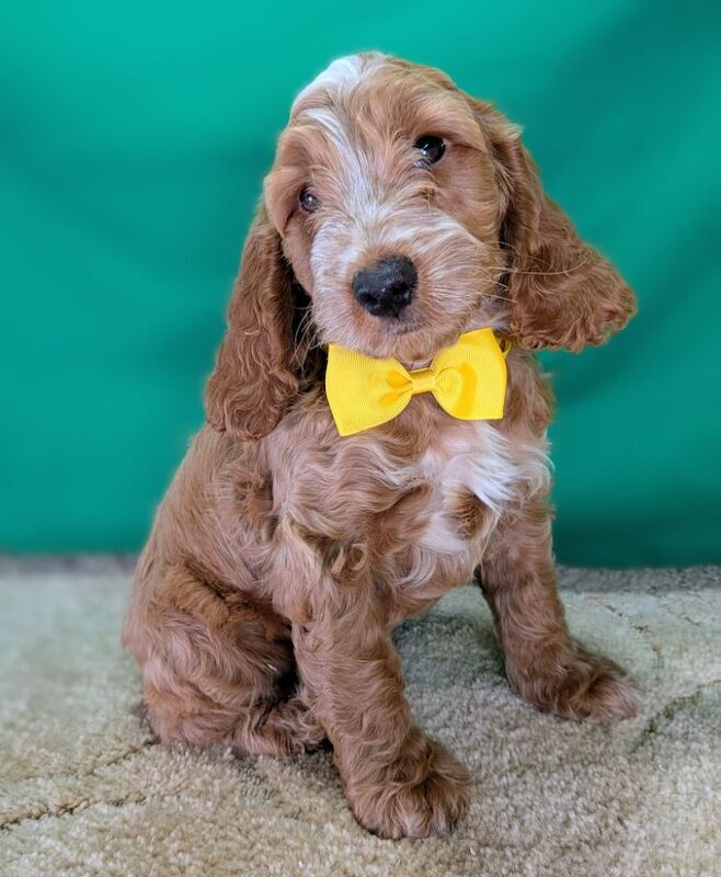 F1 Cockapoo puppies with DNA certs. - Image 7 of 7
