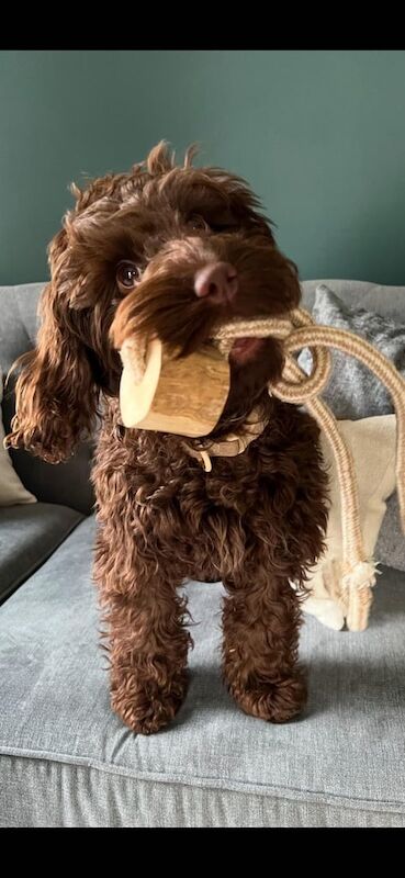 Cockapoo puppies for sale in Durham, County Durham – KC registered, 1 year old - Image 1 of 2