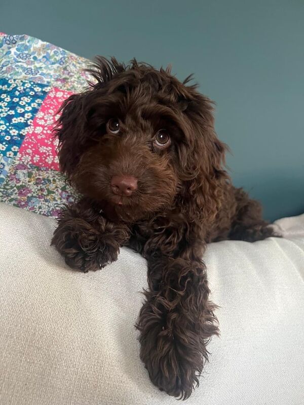 Cockapoo puppies for sale in Durham, County Durham – KC registered, 1 year old - Image 2 of 2