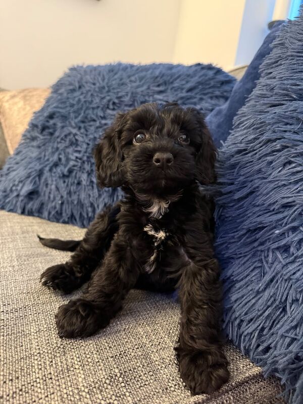 Cockapoo puppies for sale in Heathrow, London – 10 weeks old