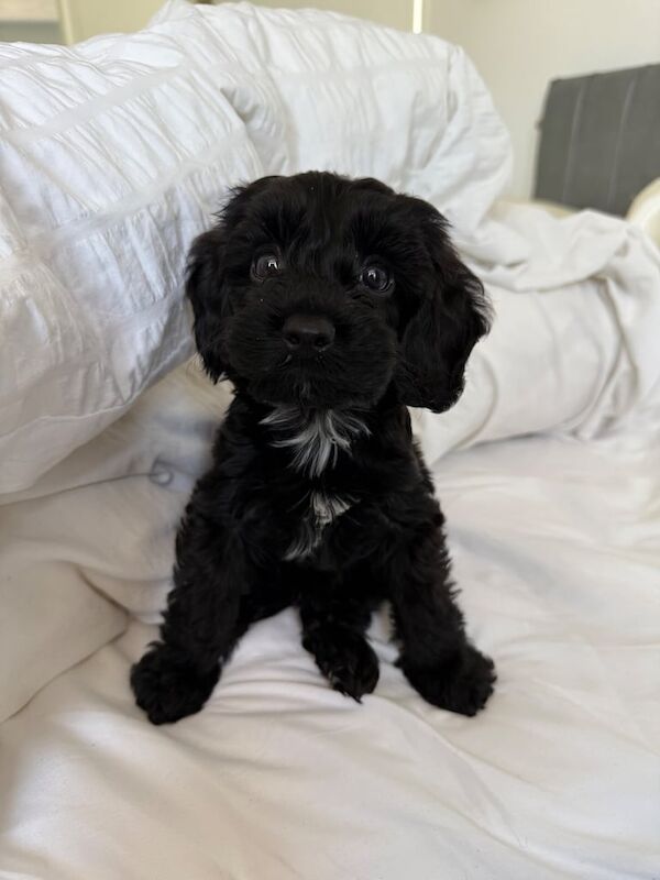Cockapoo puppies for sale in Heathrow, London – 10 weeks old - Image 2 of 3