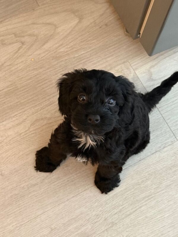 Cockapoo puppies for sale in Heathrow, London – 10 weeks old - Image 3 of 3