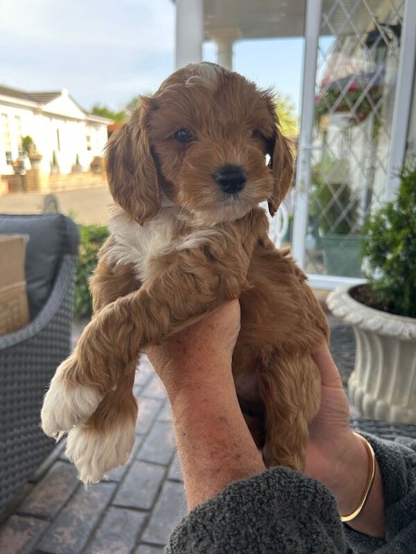 Cockapoo Puppies For Sale