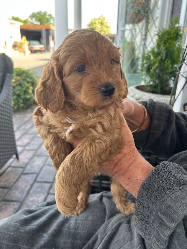 F1 Cockapoo puppy - Image 2 of 4