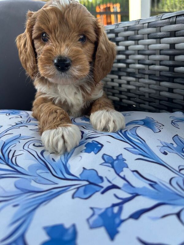 F1 Cockapoo puppy - Image 3 of 4