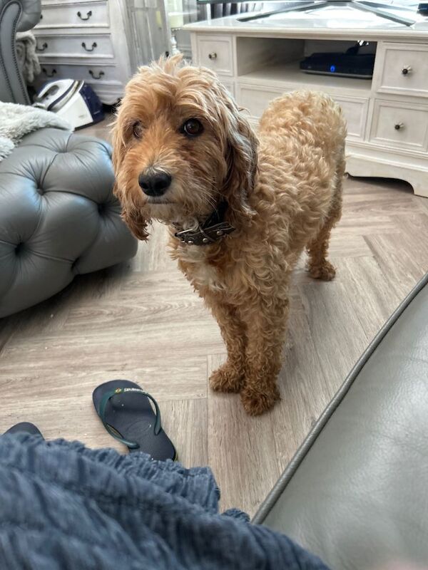 F1 Cockapoo puppy - Image 4 of 4