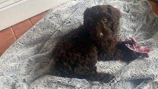 Cockapoo puppies for sale in Headington, Oxfordshire – KC registered, 11 weeks old