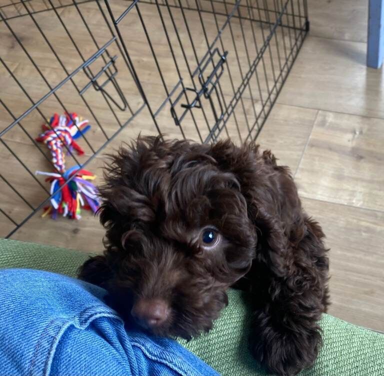 Cockapoo puppies for sale in Headington, Oxfordshire – KC registered, 11 weeks old - Image 2 of 5