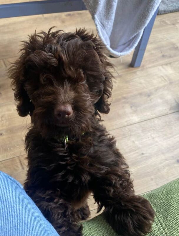 Cockapoo puppies for sale in Headington, Oxfordshire – KC registered, 11 weeks old - Image 3 of 5