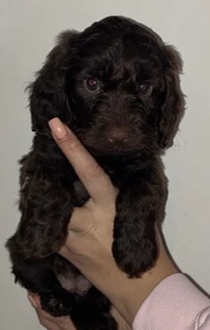 Cockapoo puppies for sale in Headington, Oxfordshire – KC registered, 11 weeks old - Image 5 of 5