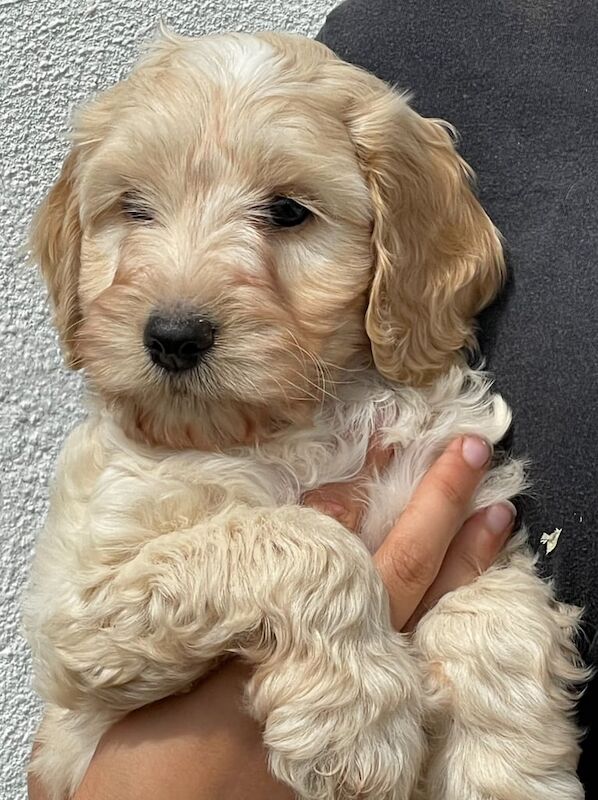 Cockapoo puppies for sale in Washingborough, Lincolnshire – 8 weeks old