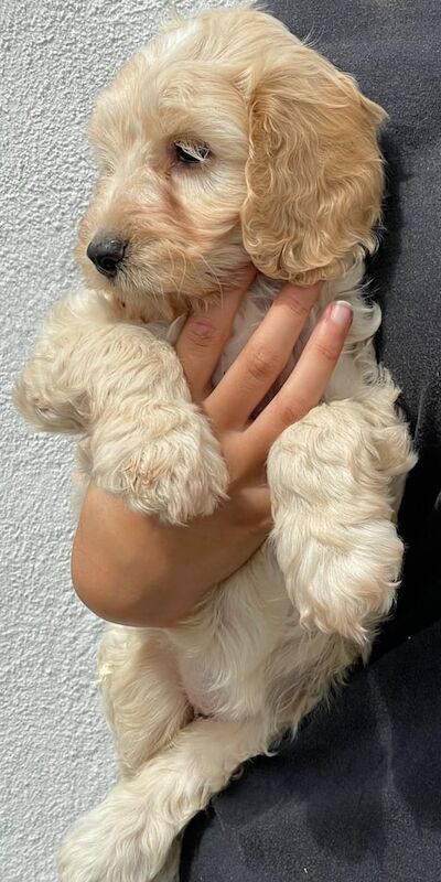 Cockapoo puppies for sale in Washingborough, Lincolnshire – 10 weeks old - Image 2 of 3