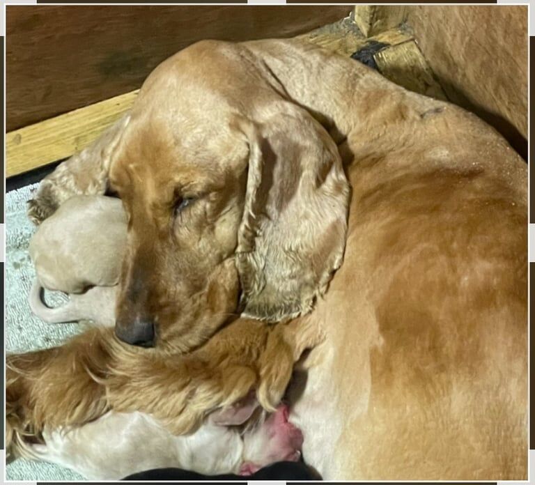 Cockapoo puppies for sale in Washingborough, Lincolnshire – 10 weeks old - Image 3 of 3
