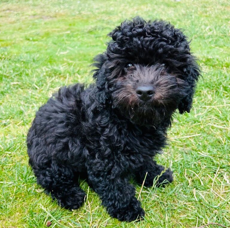 Cockapoo puppies for sale in Dunstable, Bedfordshire – 4 months old