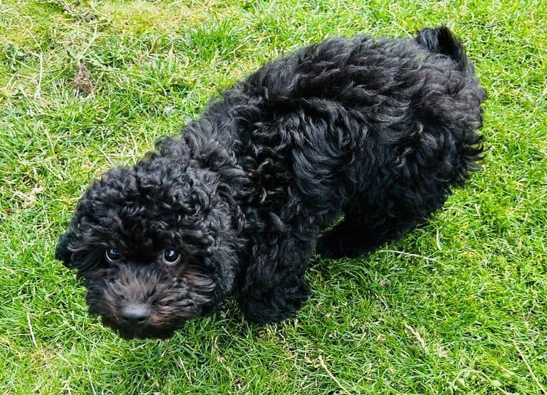 Cockapoo puppies for sale in Dunstable, Bedfordshire – 4 months old - Image 2 of 3