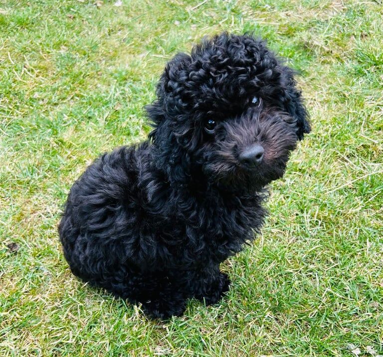 Cockapoo puppies for sale in Dunstable, Bedfordshire – 4 months old - Image 3 of 3