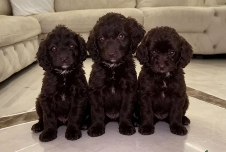 F1 Cockapoo Puppys