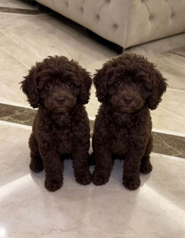 F1 Cockapoo Puppys - Image 2 of 3