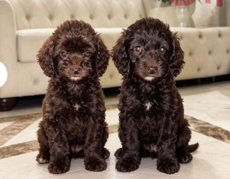 F1 Cockapoo Puppys - Image 3 of 3