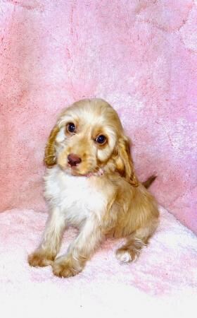 F1 cockapoo puppys READY NOW HEALTH CHECK VACCINATED CHIPPED for sale in Leatherhead, Surrey